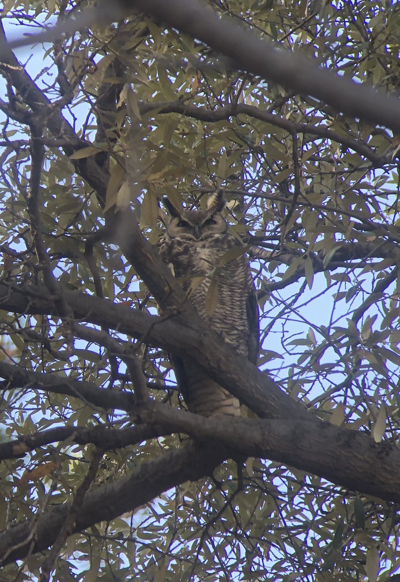 Great Horned Owl - ML128205621