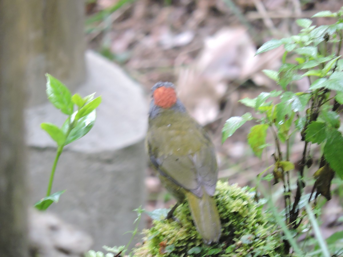 Рыжешапочная птица-колокольчик - ML128207331