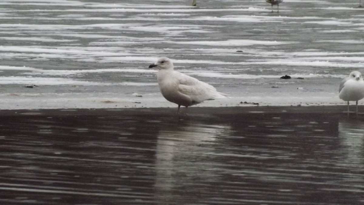 Iceland Gull (kumlieni/glaucoides) - Michael Mulqueen