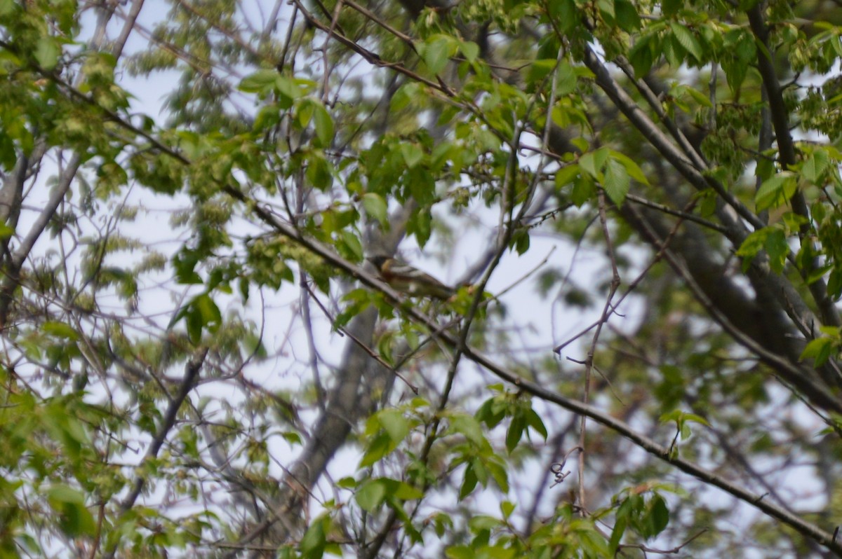 Bay-breasted Warbler - Michael Mulqueen