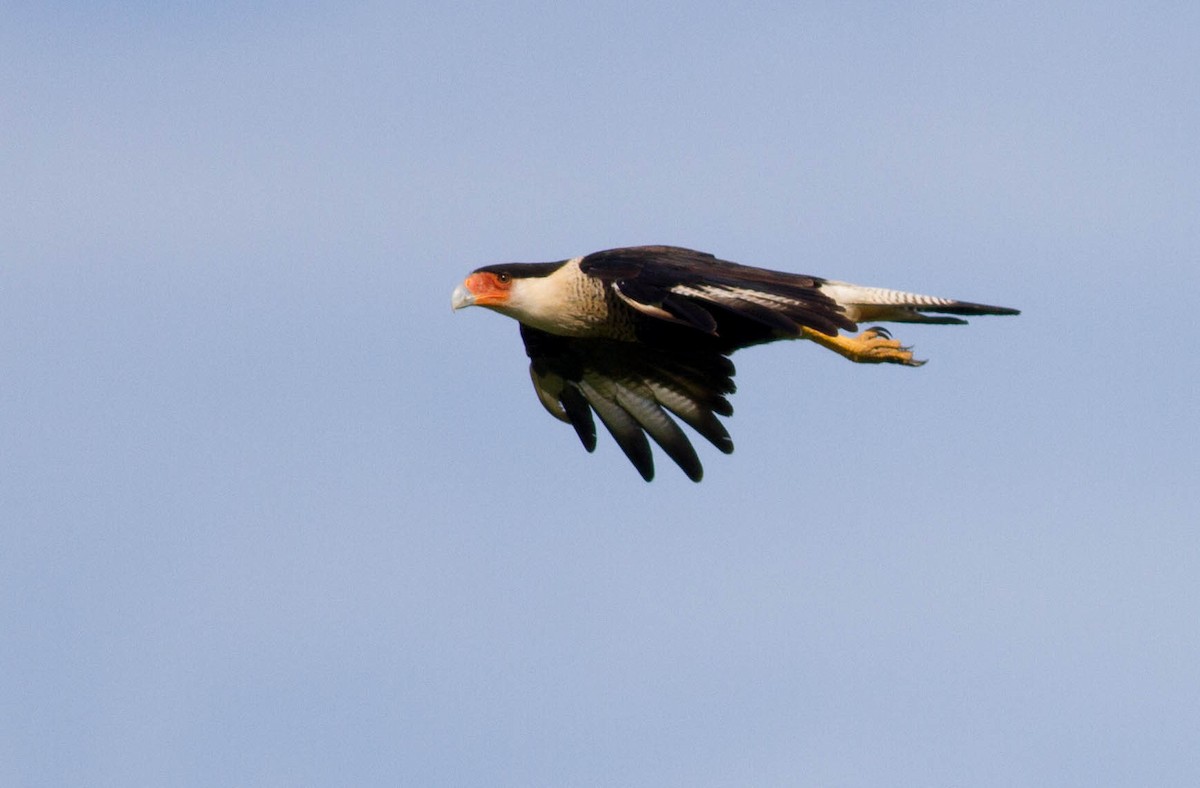 Crested Caracara (Northern) - Tom Reed