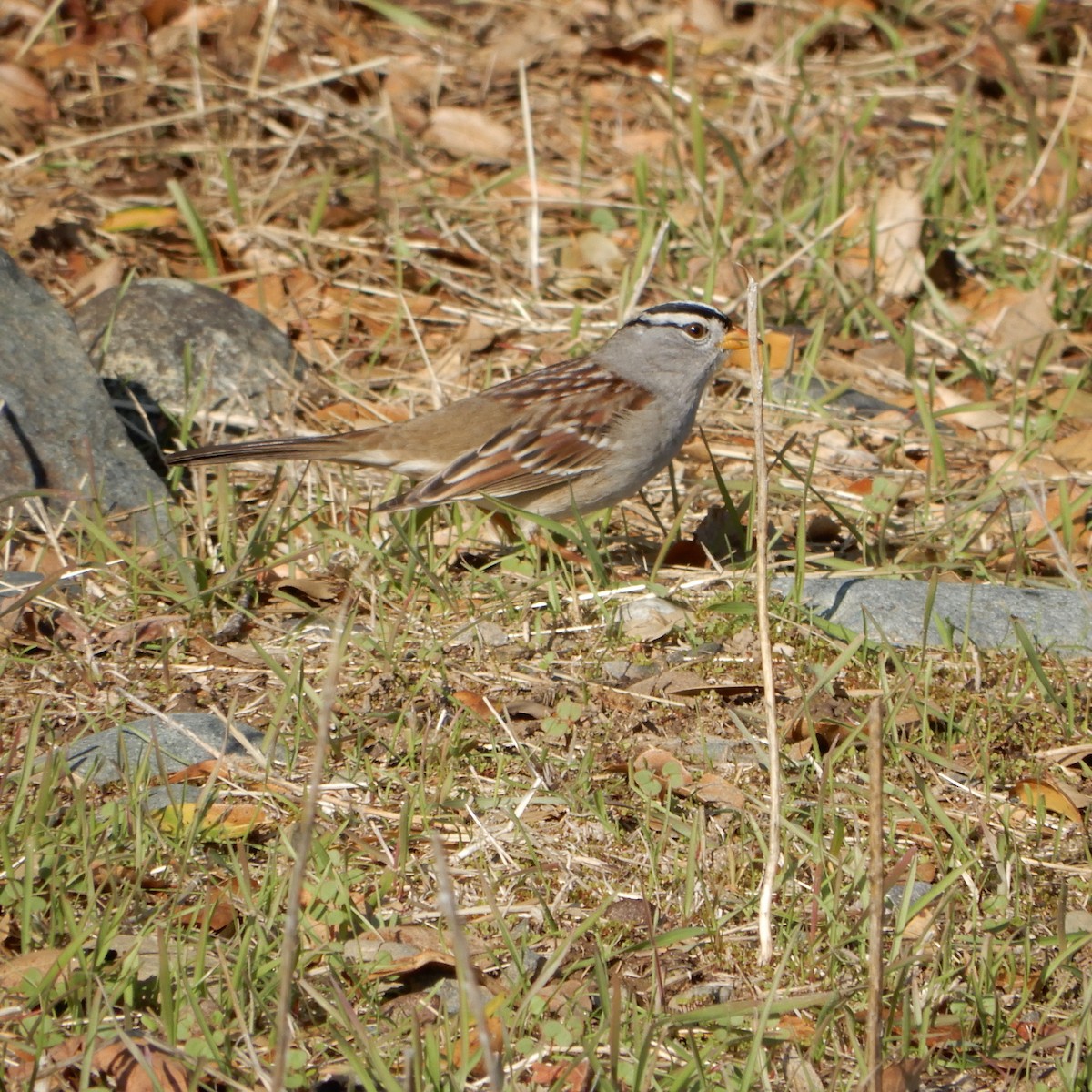 White-crowned Sparrow - ML128210231