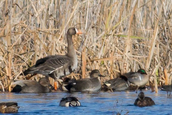 Greater White-fronted Goose (Western) - Tom Reed
