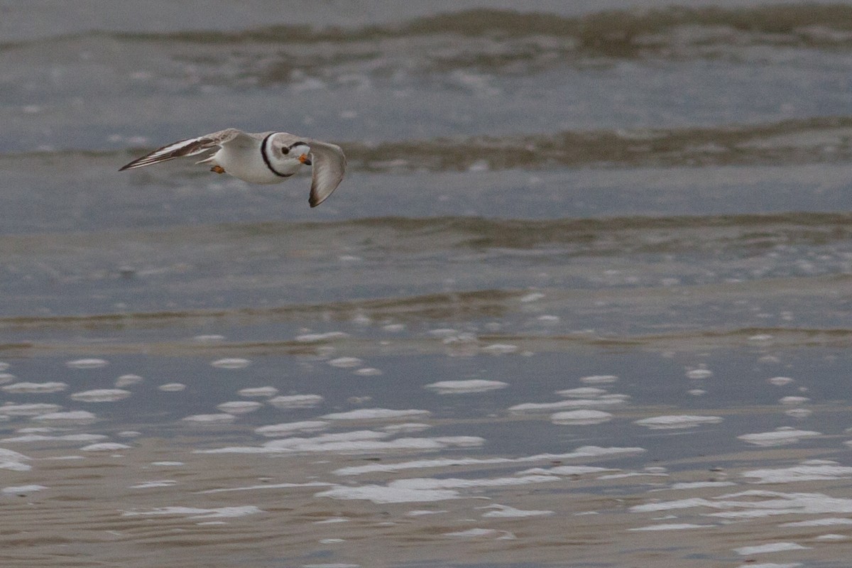 Piping Plover - ML128210441
