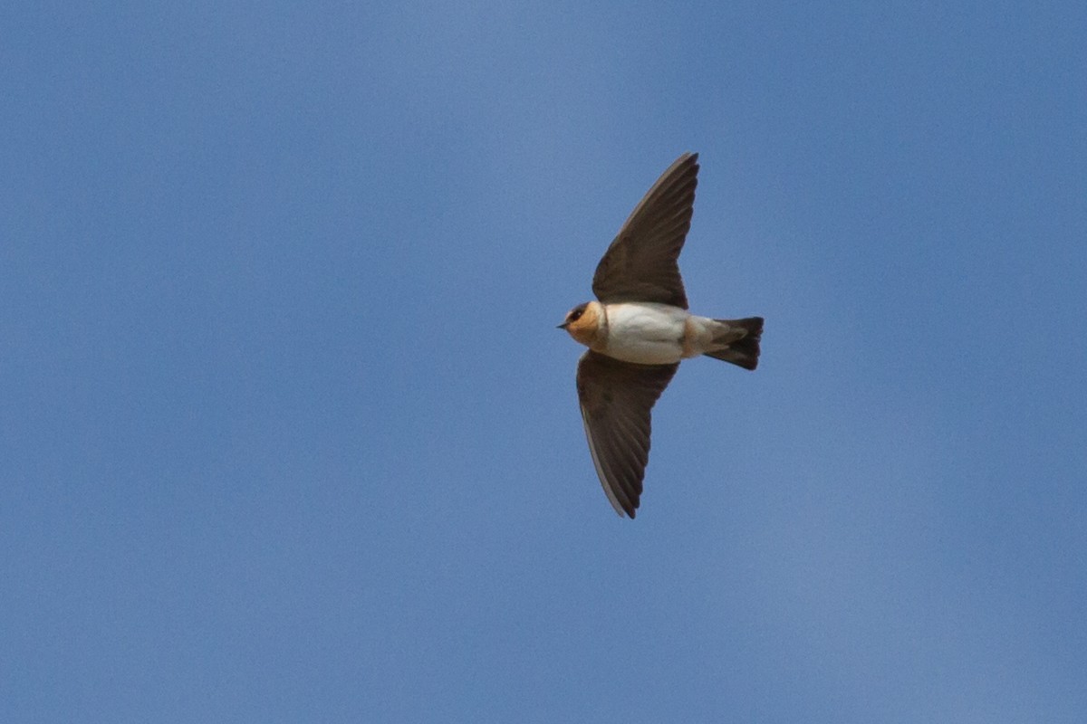Cave Swallow (Texas) - Tom Reed