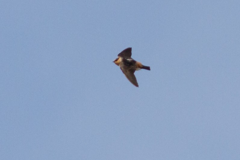 Cave Swallow (Texas) - ML128210471
