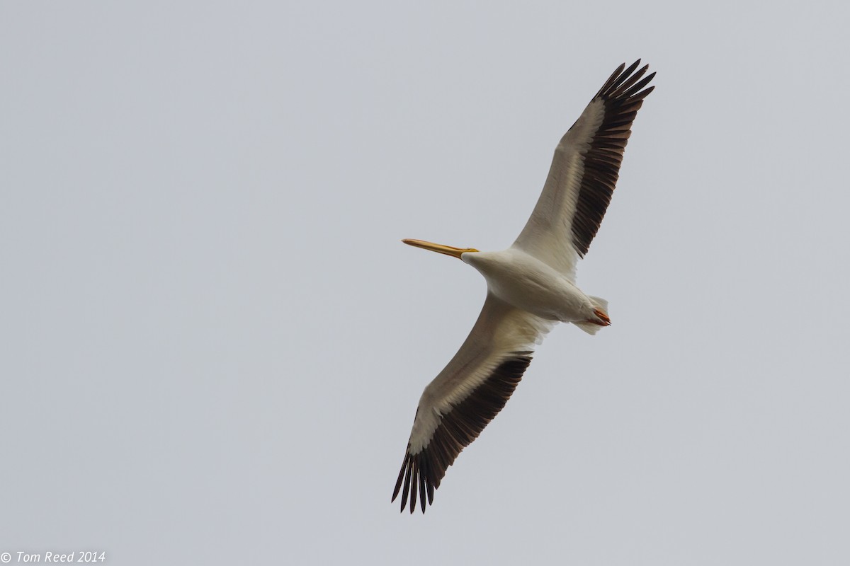 American White Pelican - Tom Reed
