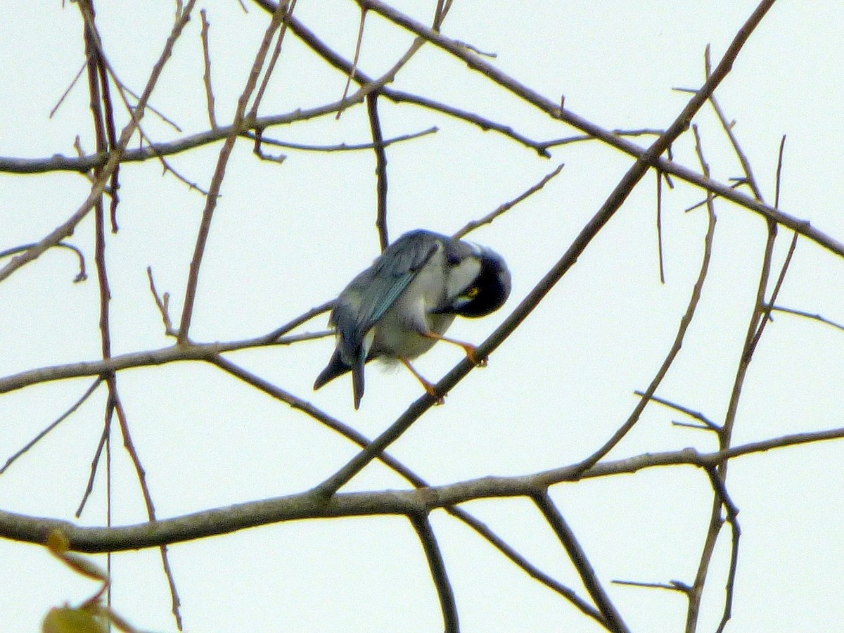 Hooded Tanager - ML128212101