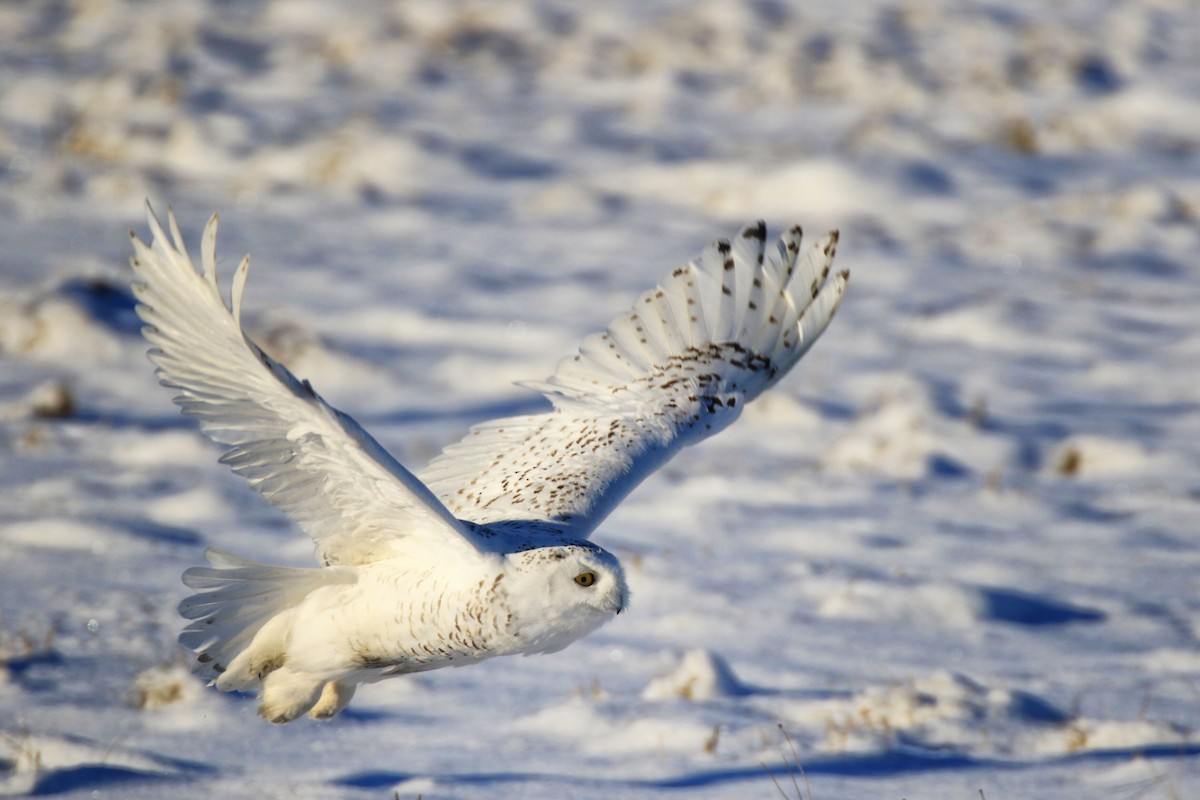 Snowy Owl - Denis Tétreault