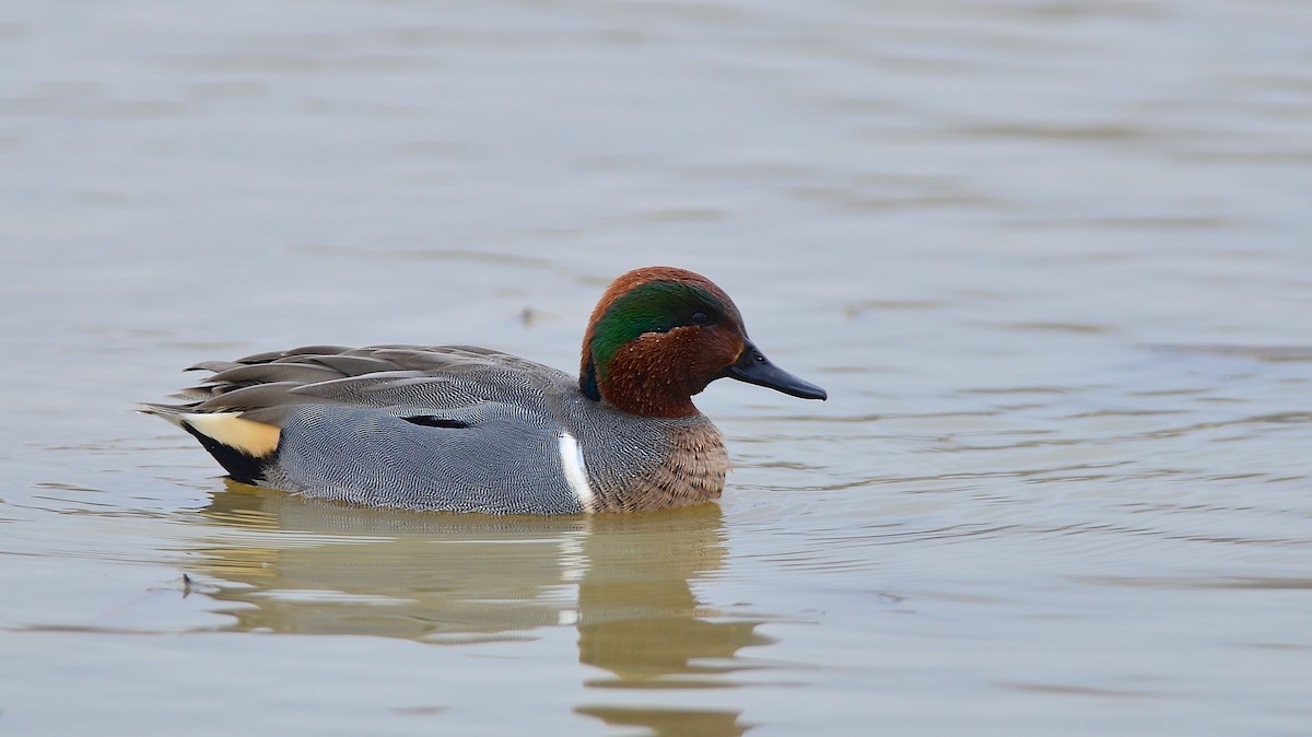 Green-winged Teal - ML128213171