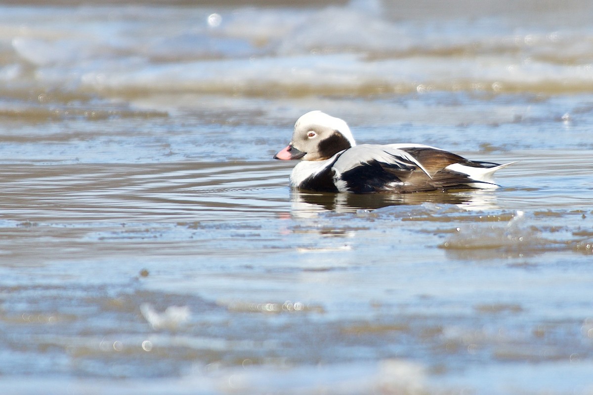 Long-tailed Duck - ML128213401