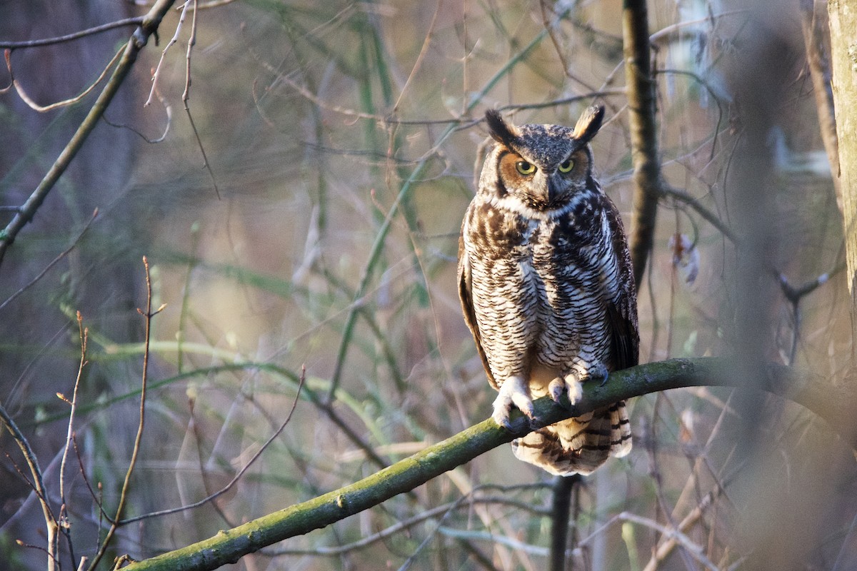 Great Horned Owl - ML128213521