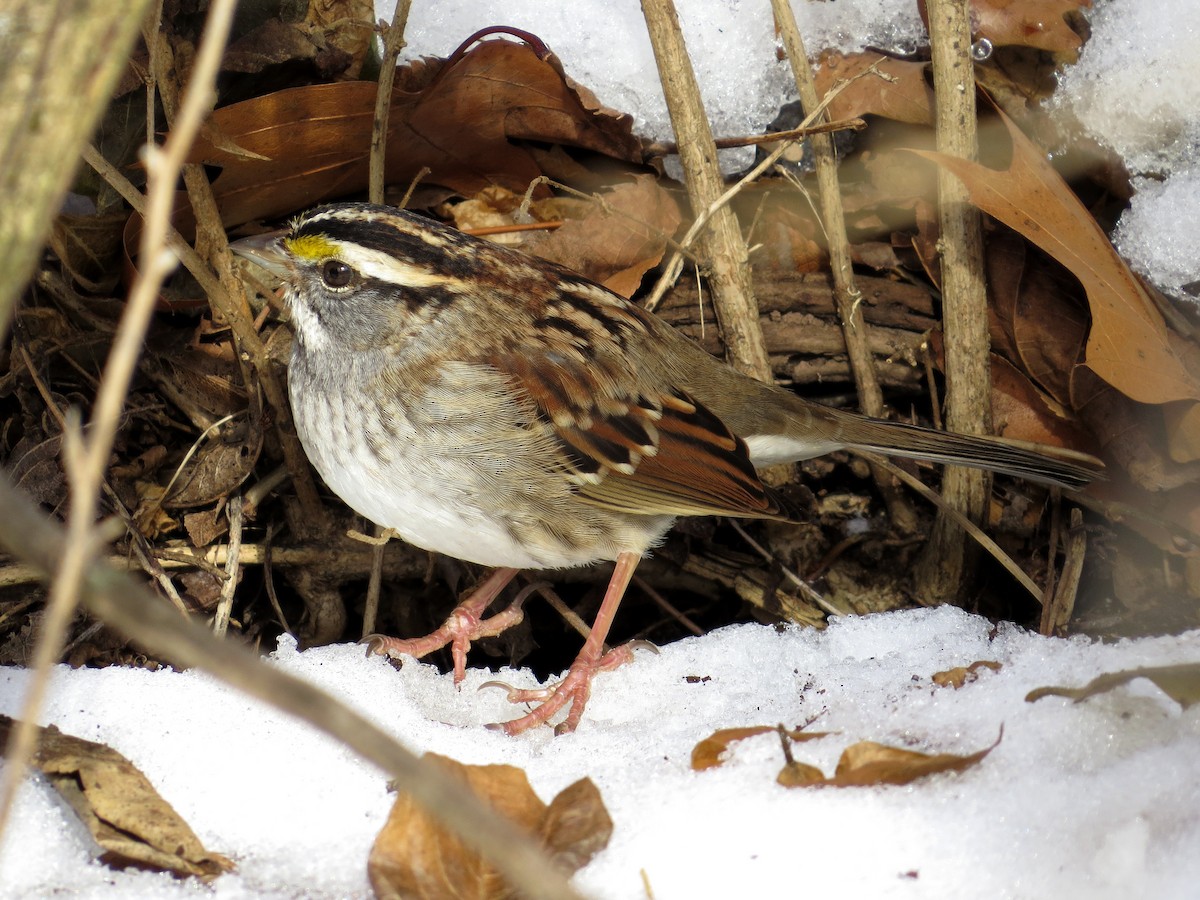 White-throated Sparrow - Davida Kalina