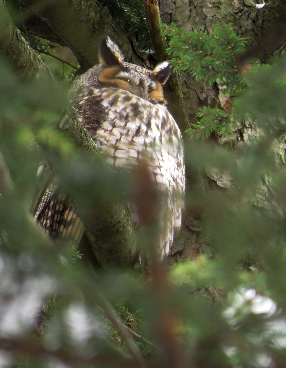 Long-eared Owl - Davida Kalina