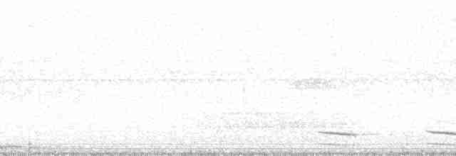 White-shouldered Antshrike - ML12822