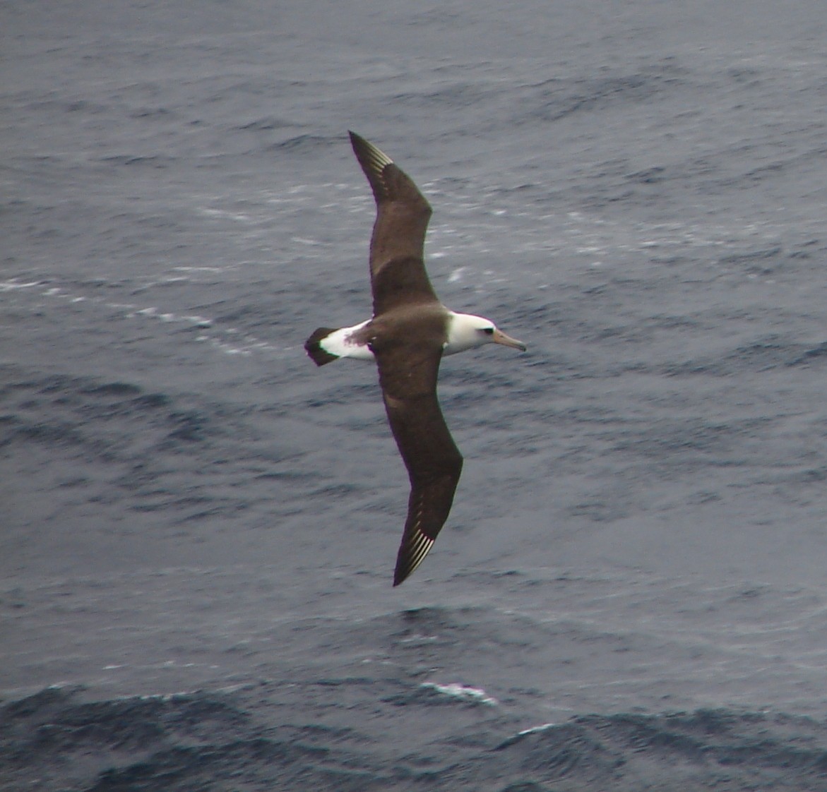 Laysan Albatross - Stephan Lorenz