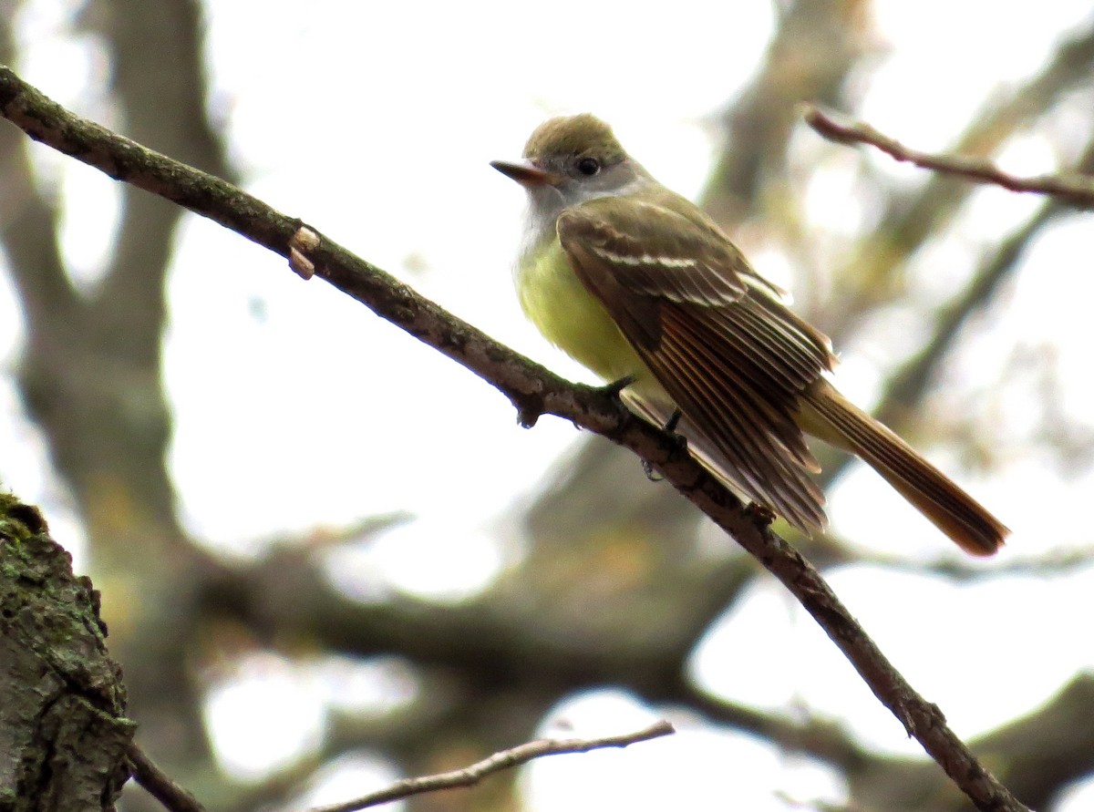 Great Crested Flycatcher - ML128221531