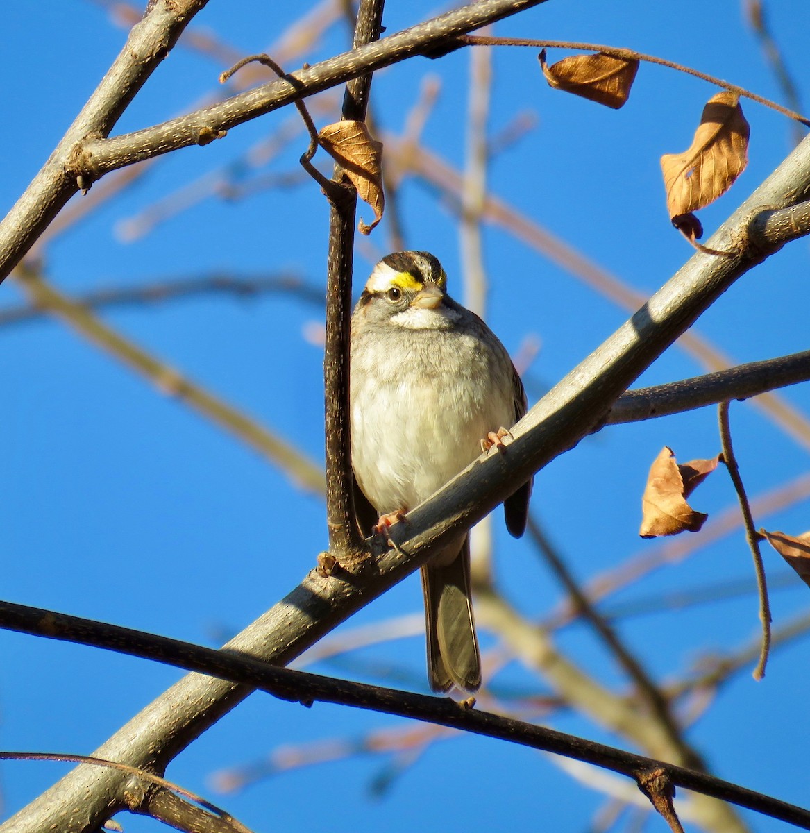 White-throated Sparrow - ML128222161