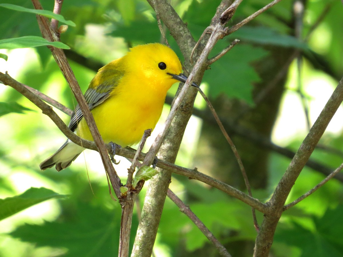 Prothonotary Warbler - ML128228631