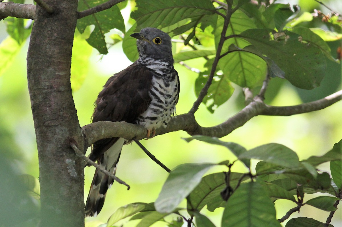 Sulawesi Cuckoo - ML128229451