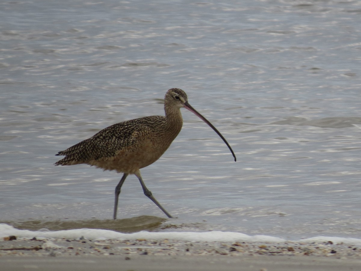 Long-billed Curlew - ML128230691