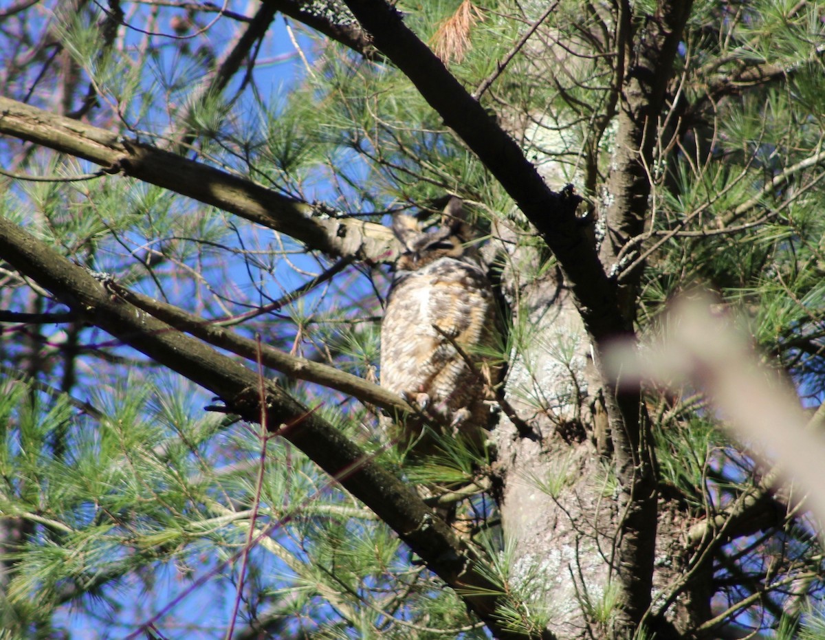 Great Horned Owl - Nathan Hall