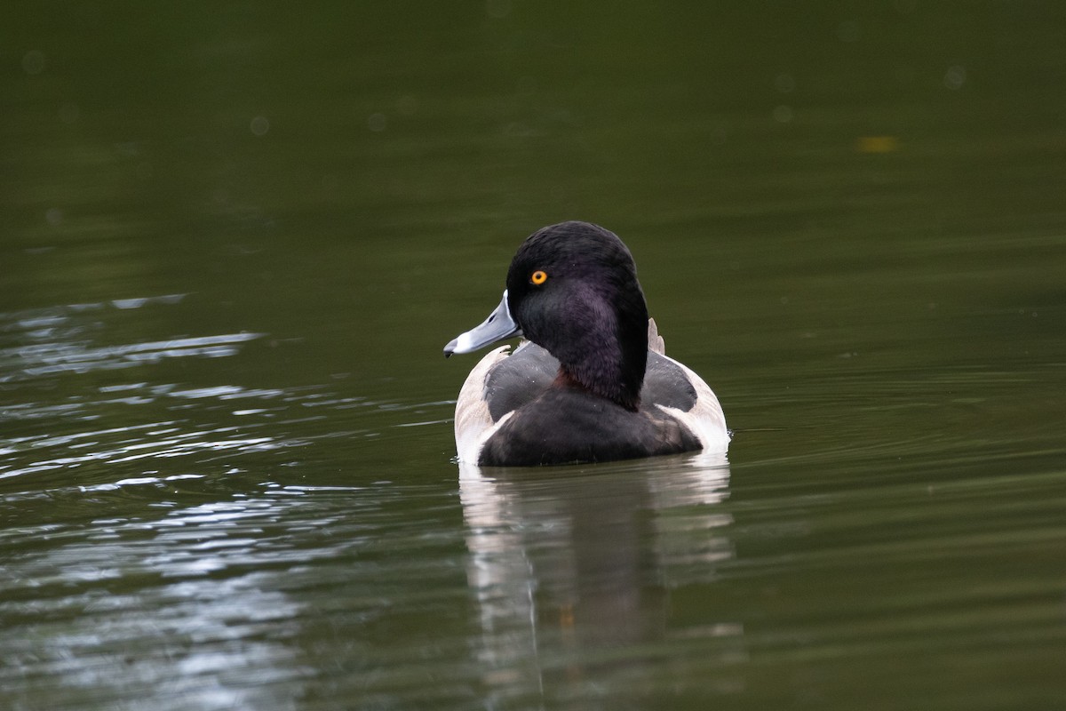 Ring-necked Duck - ML128233761