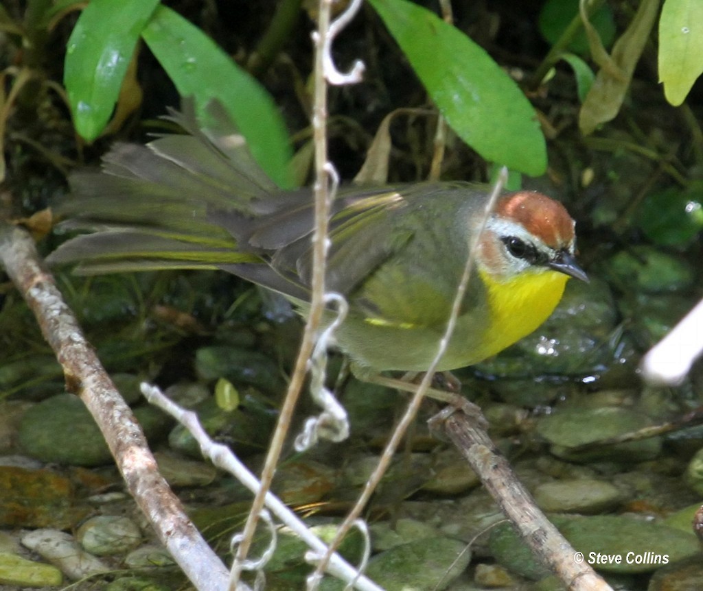 Common Yellowthroat x Rufous-capped Warbler (hybrid) - Steve Collins