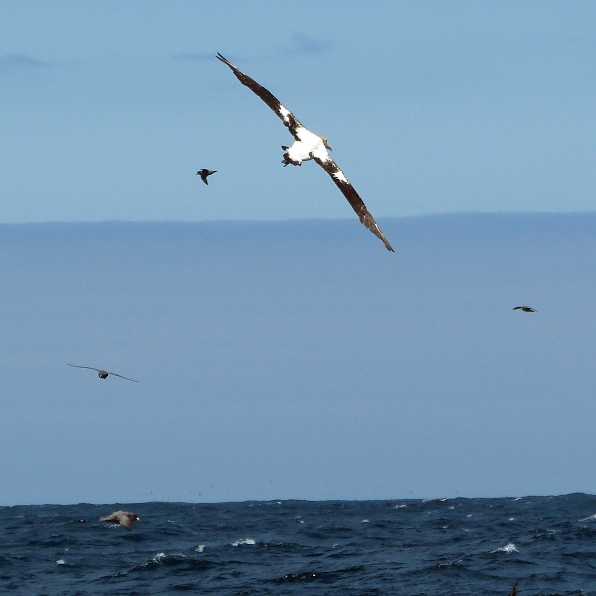 albatros bělohřbetý - ML128234841