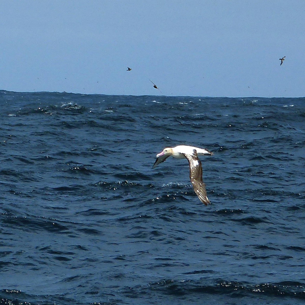 Albatros à queue courte - ML128234851