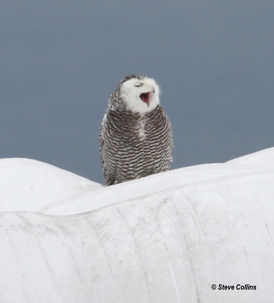 Snowy Owl - ML128235051