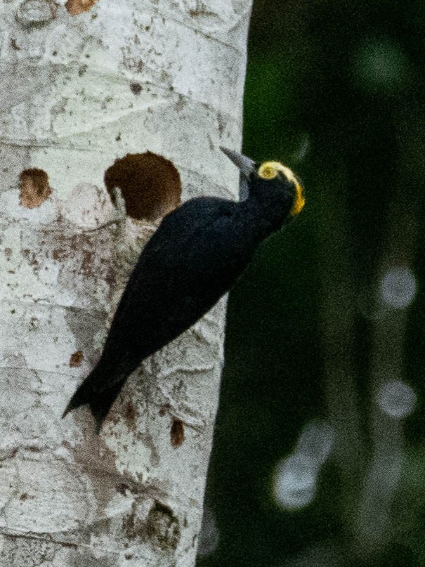 Yellow-tufted Woodpecker - T I