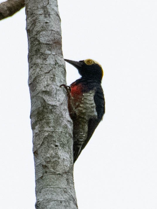 Yellow-tufted Woodpecker - ML128236801