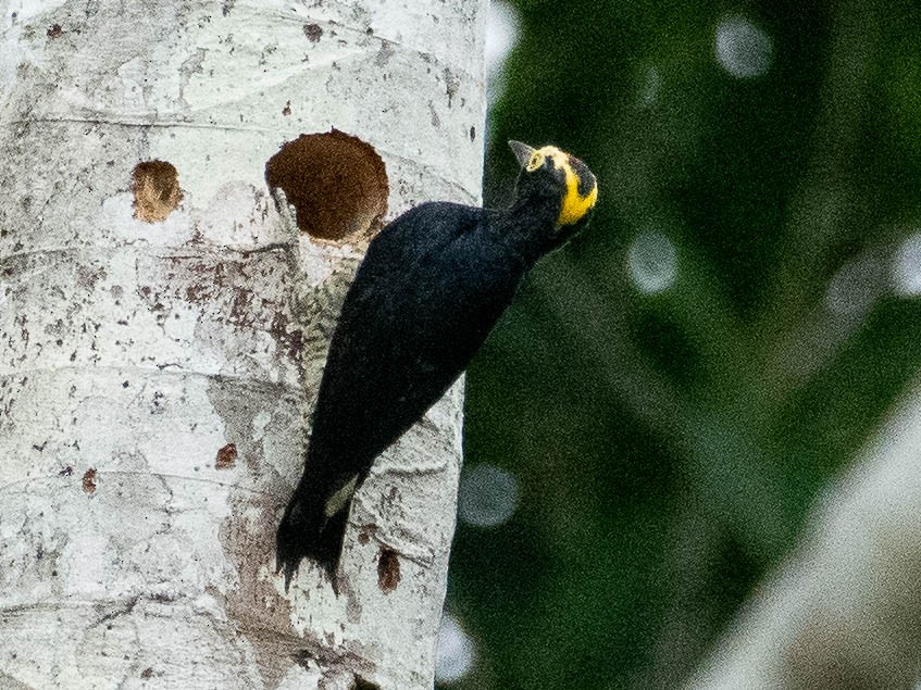 Yellow-tufted Woodpecker - T I