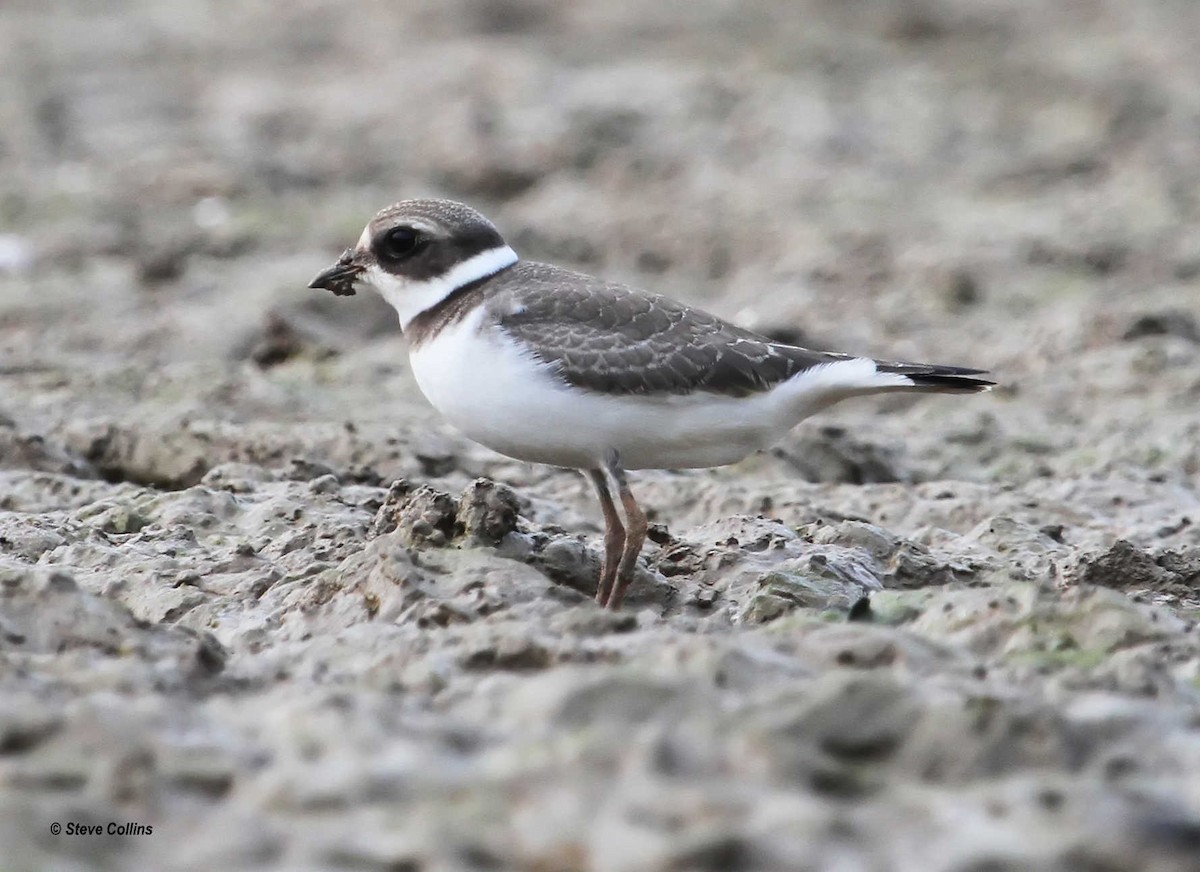 Semipalmated Plover - Steve Collins