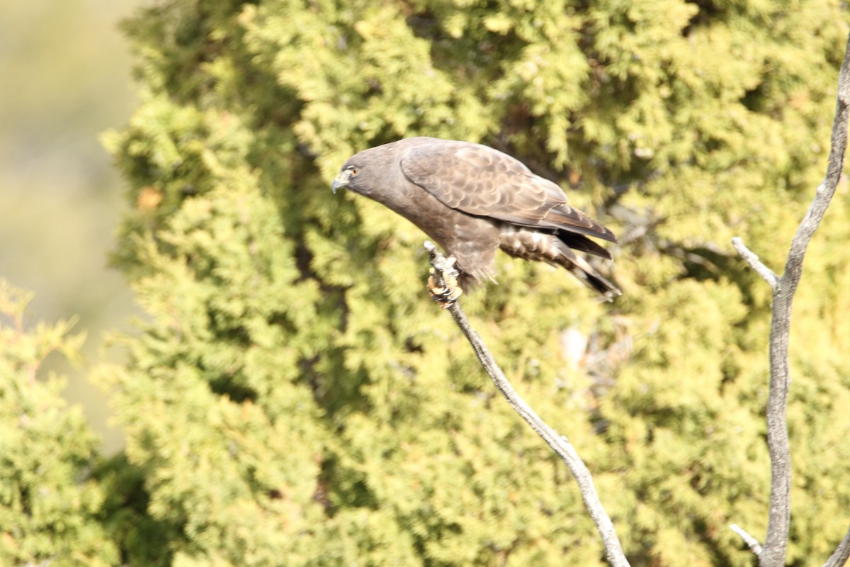 Broad-winged Hawk (Northern) - Howard Weinberg