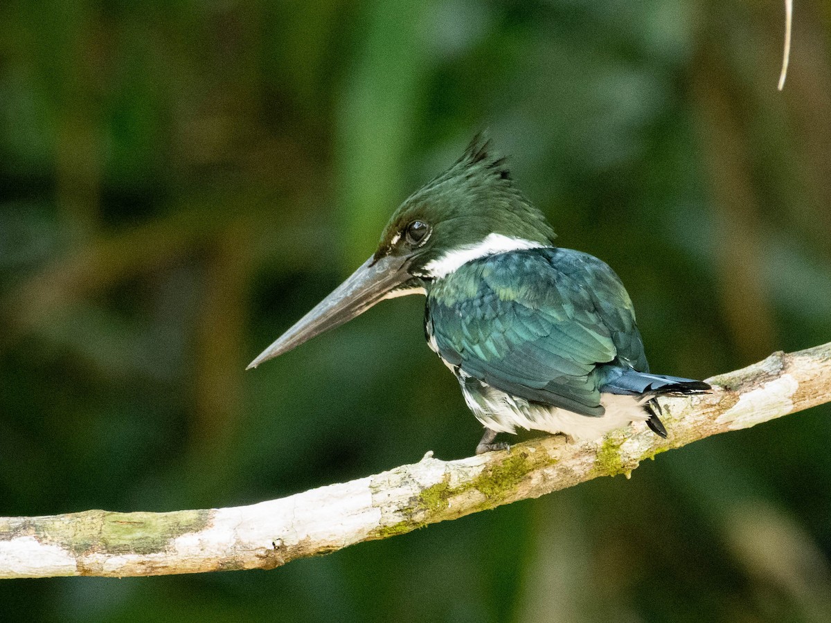 Amazon Kingfisher - T I
