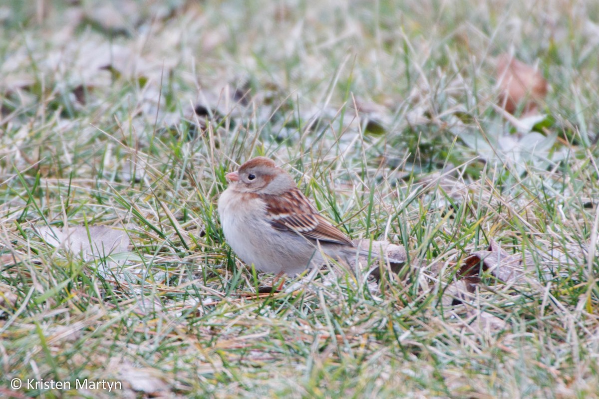 Field Sparrow - Kristen Martyn