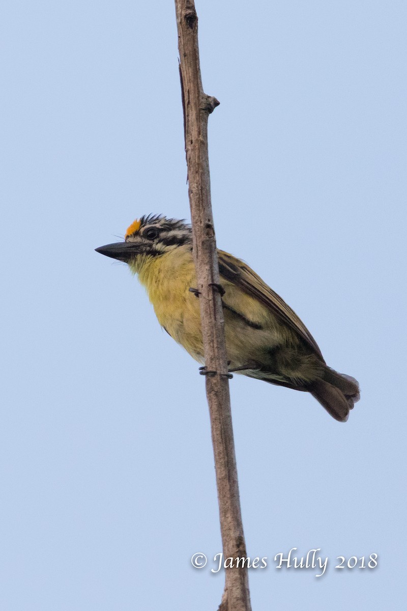 Yellow-fronted Tinkerbird - Jim Hully