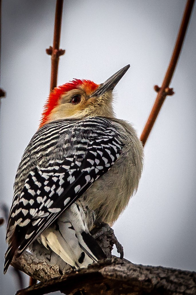 Red-bellied Woodpecker - ML128250801
