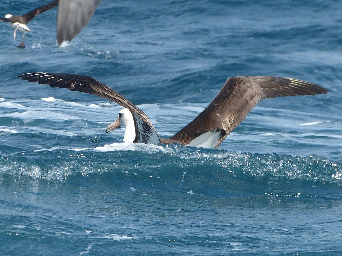 Laysan Albatross - Carl Haynie