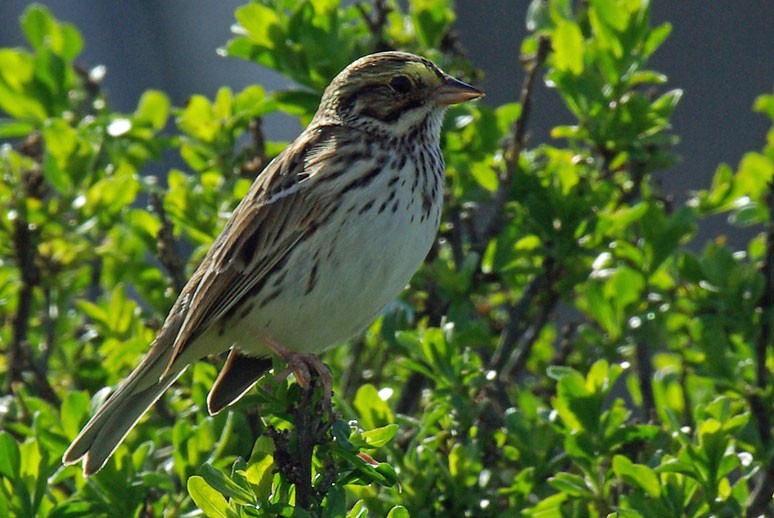 Savannah Sparrow - ML128252361