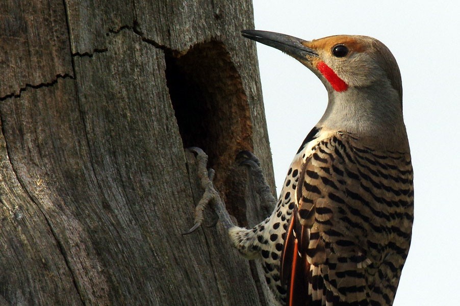 Northern Flicker (Red-shafted) - ML128252981