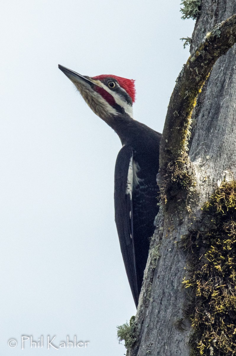 Pileated Woodpecker - ML128254031