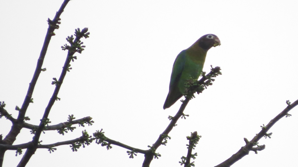 Brown-hooded Parrot - David and Ann Moffat