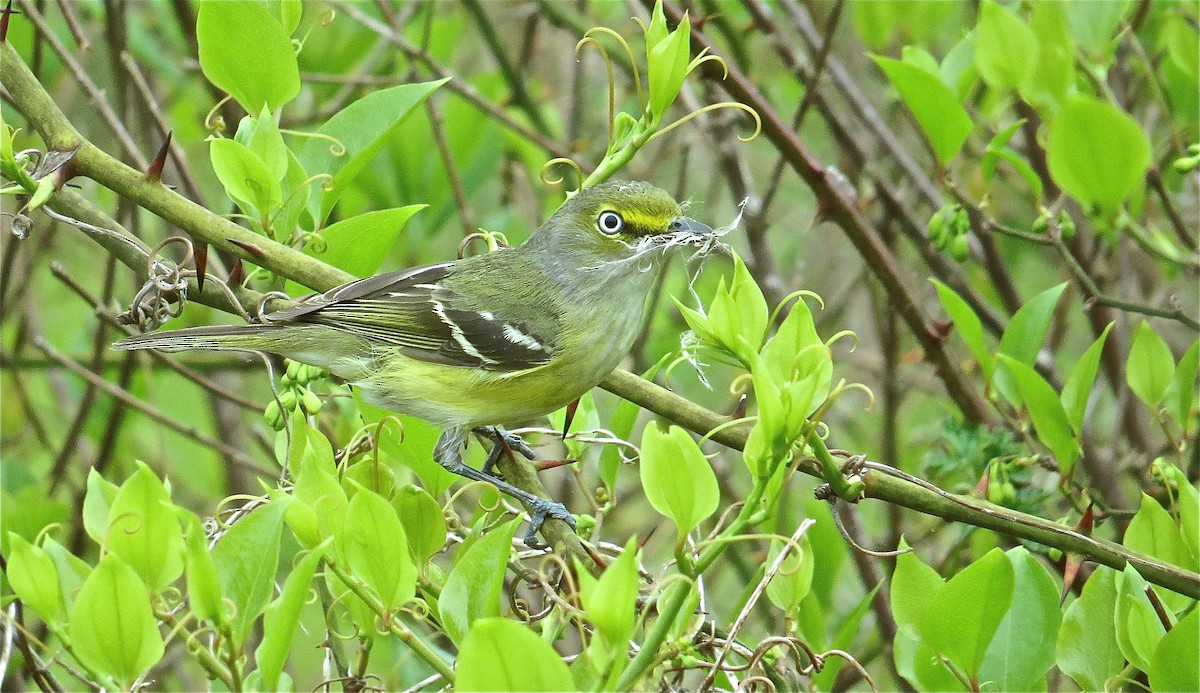 White-eyed Vireo - Andy Eckerson