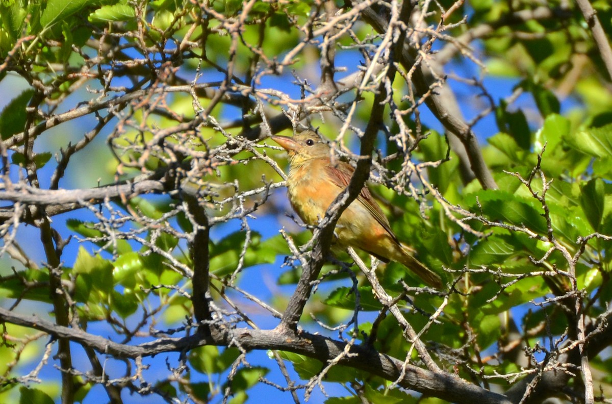 Summer Tanager - Kevin Lapp