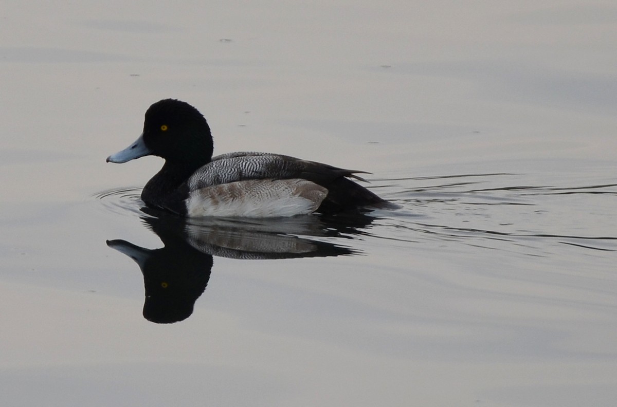 Greater Scaup - Kevin Lapp