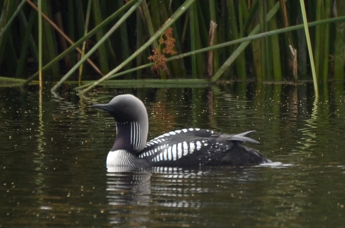 Pacific Loon - Kevin Lapp