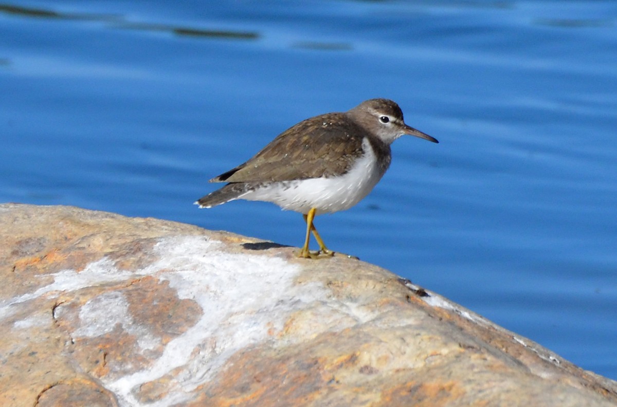 Spotted Sandpiper - Kevin Lapp